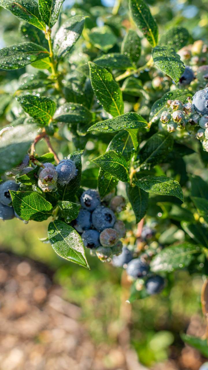 Bennett Orchards - Bennett Blueberry Varieties